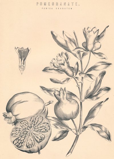 Melograno, XIX secolo da Unbekannt