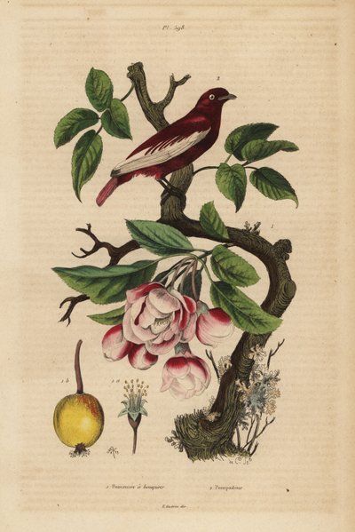 Cotinga pompadour, Xipholena punicea, su un melo, Malus pumila, frutta, fiori da Unbekannt