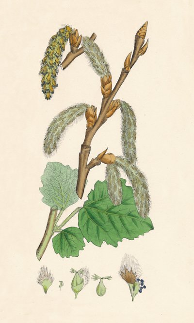 Populus canescens. Pioppo grigio, XIX secolo da Unbekannt