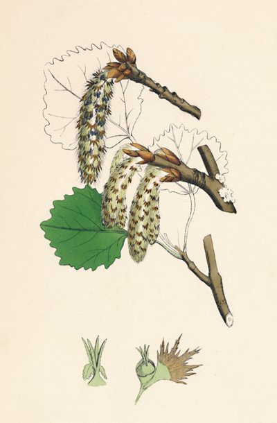 Populus tremula. Pioppo tremulo, XIX secolo da Unbekannt