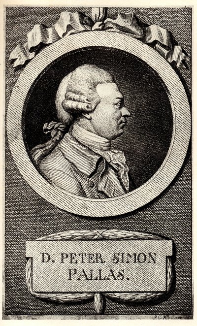 Ritratto dello zoologo e botanico Peter Simon Pallas da Unbekannt