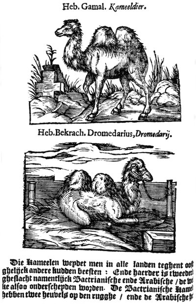 Classificazione pre-binomiale delle specie da Unbekannt