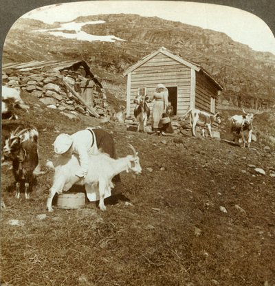 Ragazze norvegesi che accudiscono mucche e capre sui monti Haukeli, Norvegia, c1905 da Unbekannt