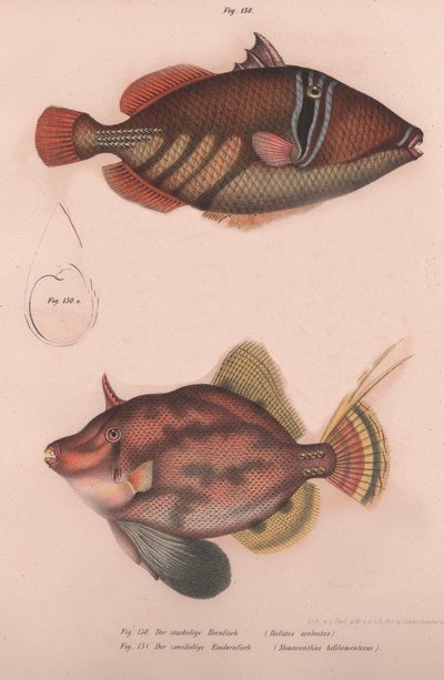 Pesce palla spinoso Batistes aculeatus, Monacanthus bifilamentosus da Unbekannt