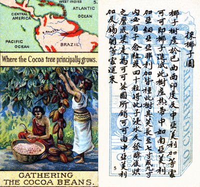 Principali aree di produzione del cacao, dalla serie di carte da sigaretta 