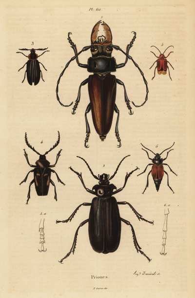 Psalidognathus friendii, Madre de la Culebra, Acanthinodera cumingii, Allocerus dilaticorne, Callipogos barbatus, Anacolus sanguineus e Prionus flavipennis da Unbekannt