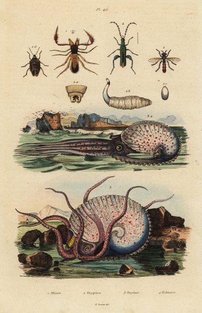 Pseudoscorpione, Chthonius orthodactylus 1, Octyptera bicolor 2, polpo pelagico tubercolato, Ocythoe tuberculata 3, e falso scarabeo dell
