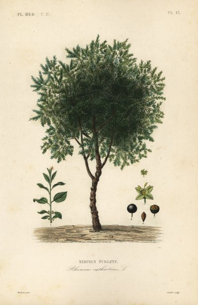 Albero di spino cervino, Rhamnus cathartica da Unbekannt