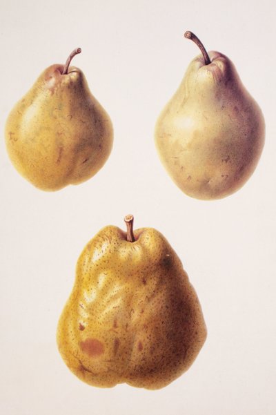 Pyrus communis / Pera 