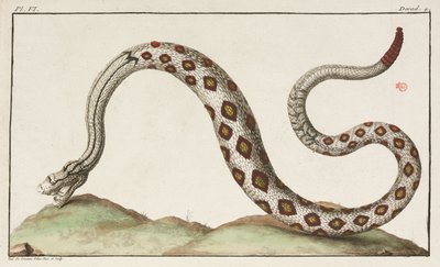 Serpente a sonagli da Unbekannt