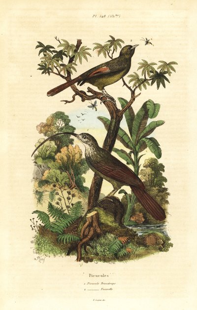 Beccospino dal becco rosso, Campylorhamphus trochilirostris e rampichino olivaceo, Sittasomus griseicapillus da Unbekannt