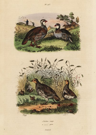 Pernice rossa, Lectures rufa, e pernice grigia, Perdix perdix da Unbekannt