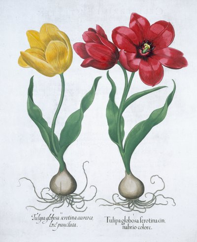 Tulipano rosso e giallo, 1613 da Unbekannt