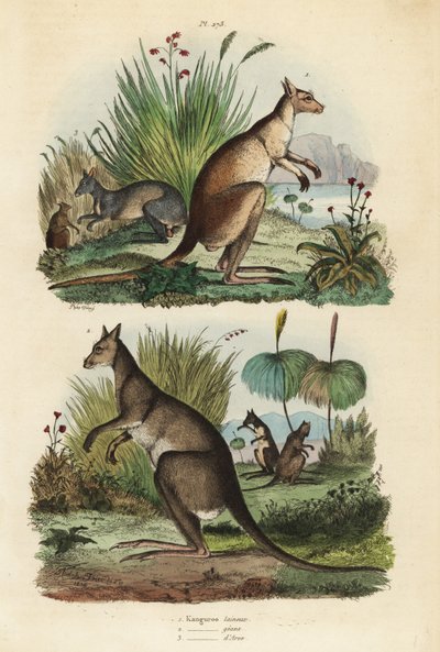 Canguro rosso, Macropus rufus, canguro grigio orientale, Macropus giganteus, e wallaby scuro, Thylogale brunii da Unbekannt