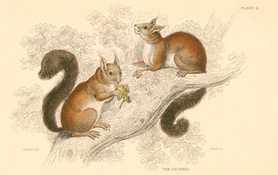 Scoiattolo rosso Sciurus vulgaris, roditore arboricolo nativo di Europa e Asia da Unbekannt