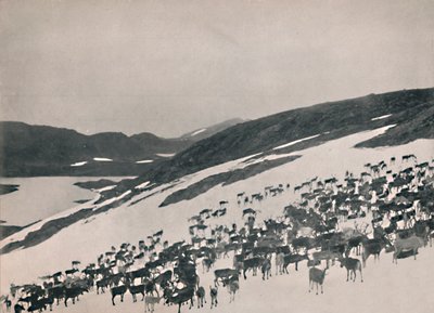 Renna sulle montagne, 1914 da Unbekannt