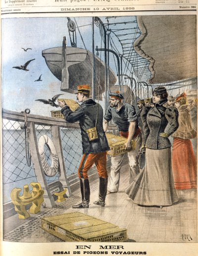 Rilascio di piccioni viaggiatori dell