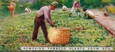 Rimozione delle piante di tabacco dal letto, 1926 da Unbekannt