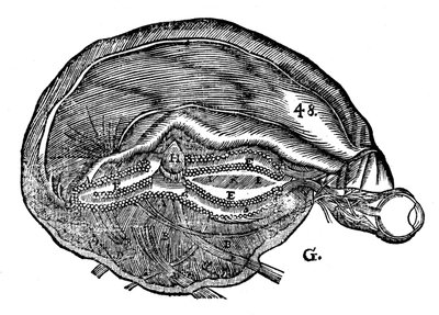 Diagramma del cervello umano e dell