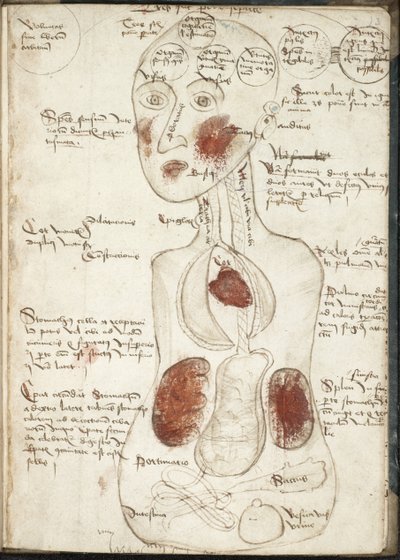 Rappresentazione di una teoria aristotelica della coscienza Da: De corpore et anima da Unbekannt