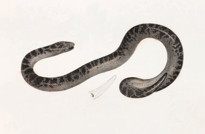 Rettili: un serpente del Delta Libro: 