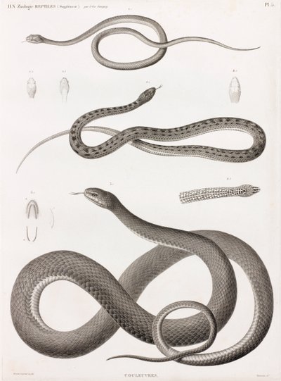 Rettili: serie di illustrazioni di serpenti da Unbekannt