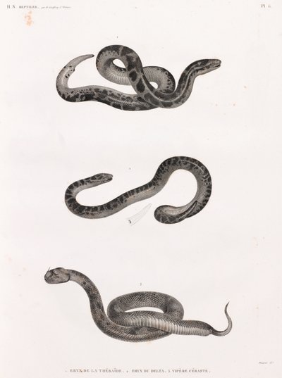 Rettili: serpenti da Unbekannt