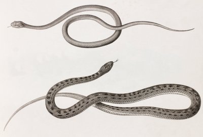 Rettili: due immagini ravvicinate di illustrazioni di serpenti da Unbekannt