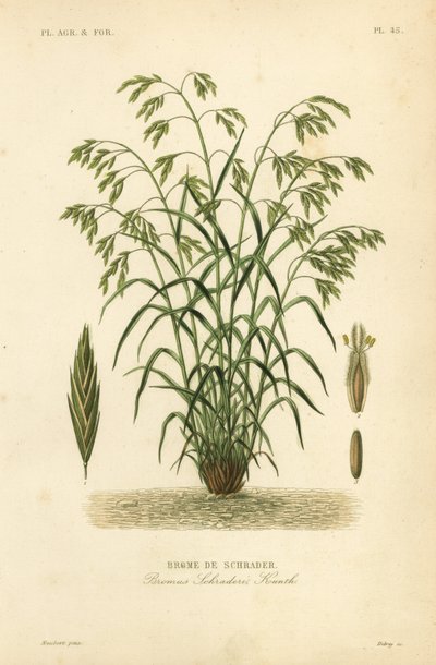 Erba di salvataggio, o bromo di Schrader, Bromus catharticus, Bromus schraderi da Unbekannt