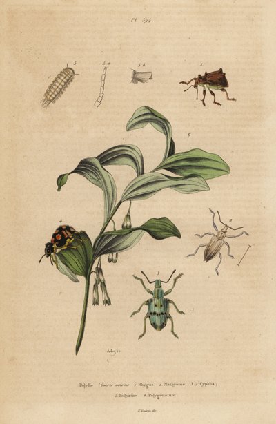 Weevil Rhigus, Platyoma e Cyphus, millepiedi ispido, Polyxenus lagers e sigillo di re Salomone, Polygonatum odoratum da Unbekannt