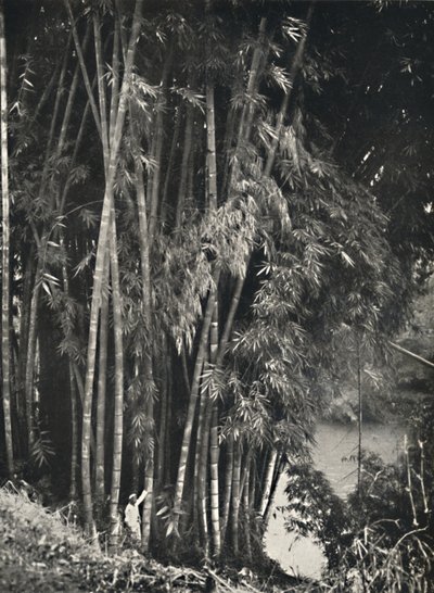 Riesenbambus Dendrocalamus giganteus a Peradeniya presso Kandy, 1926 da Unbekannt