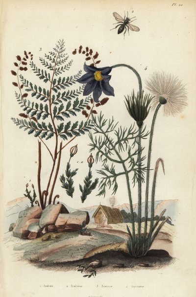 Muschio di roccia, Andraea rupestris 1, ape mineraria, Andrena agilissima 2, felce fiorita, Anemia adiantifolia 3, e fiore di pasque, Anemone pulsatilla 4 da Unbekannt