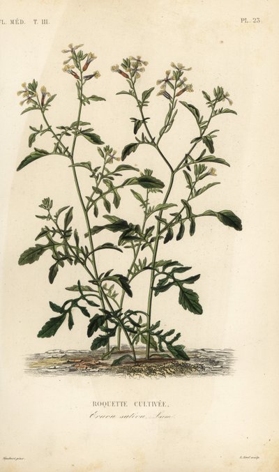 Rucola, Eruca vesicaria, Eruca sativa, Roquette cultivee da Unbekannt