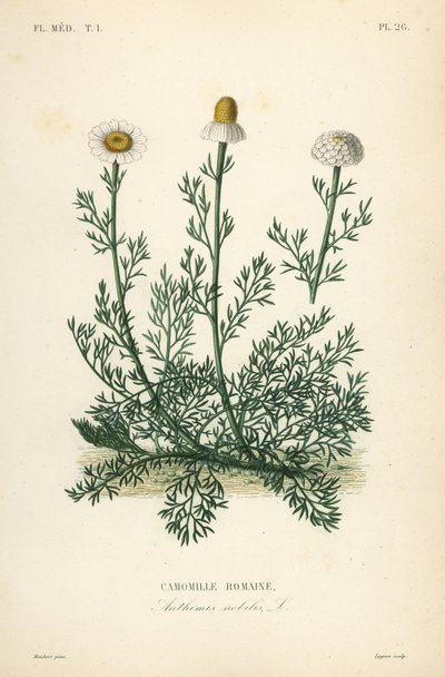 Camomilla romana, Chamaemelum nobile da Unbekannt