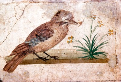 Affresco romano di una ghiandaia da Boscoreale vicino a Pompei da Unbekannt