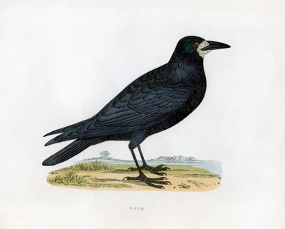 Corvo, XIX secolo da Unbekannt