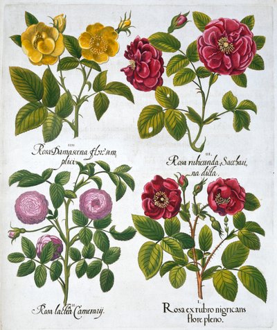Rose, 1613 da Unbekannt
