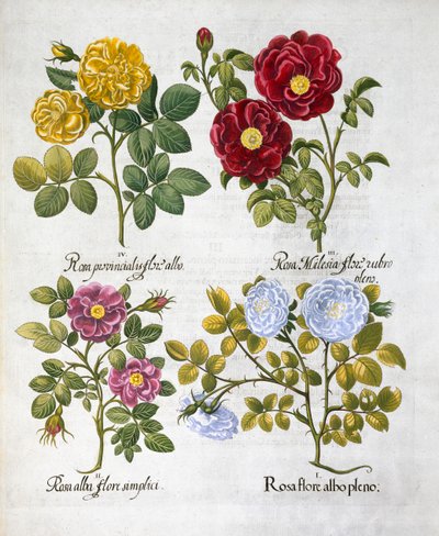 Rose, 1613 da Unbekannt
