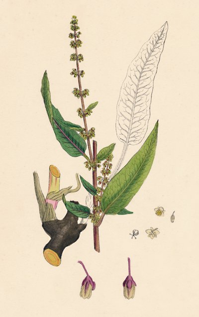 Rumex sanguinens. Bistorta sanguigna da Unbekannt