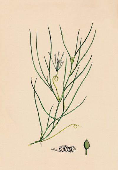Ruppia spiralis. Maggiore Ruppia, XIX secolo da Unbekannt