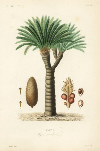 Palma di sago, Cycas revoluta da Unbekannt