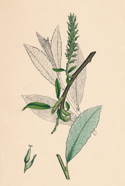 Salix phylicifolia, var. radicans. Salice a foglie di tè, var. a. da Unbekannt