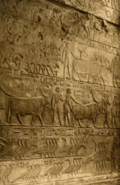 Saqqara - Tomba di Ptahotep - Decorazione murale, c1918-c1939 da Unbekannt