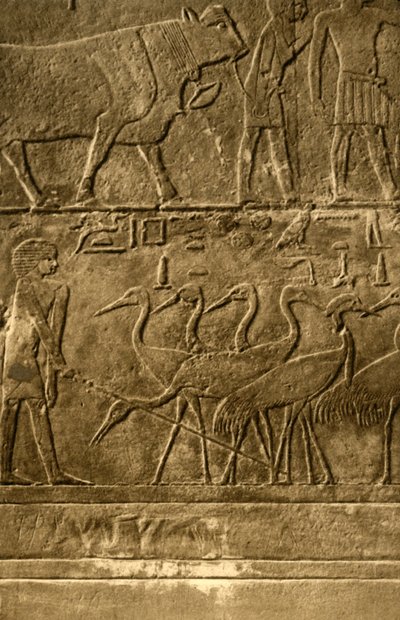 Saqqara - Tomba di Ti, pitture murali, c1918-c1939 da Unbekannt