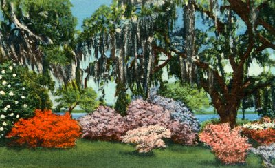 Scena nei giardini di Belle Isle, vicino a Georgetown, S.C. da Unbekannt