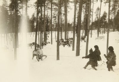 Svezia. Sami che catturano una renna da Unbekannt