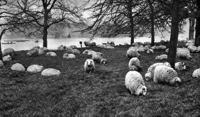 Pecore scozzesi presso il Serpentine, Hyde Park, Londra, 1926-1927 da Unbekannt