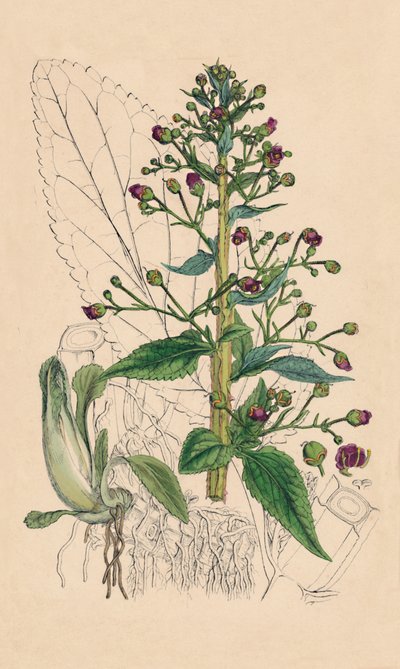 Scrophularia Ehrharti. Betonica d