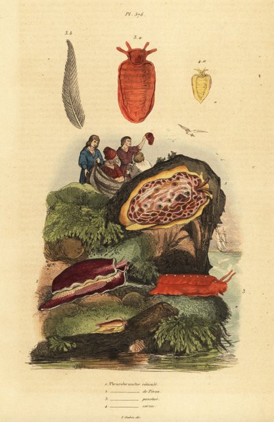 Nudibranchi: Pleurobranchus reticulatus 1, Berthellina citrina 3, Pleurobranchus peronii 2,4 da Unbekannt