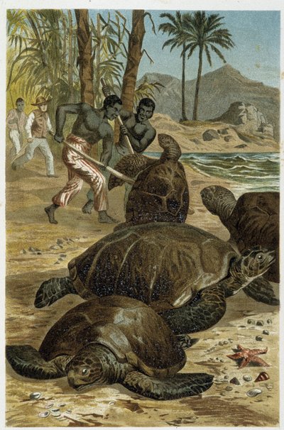 Tartarughe marine uccise sulle coste africane - in "La Vita degli animali" di A.E. Brehm, Torino da Unbekannt